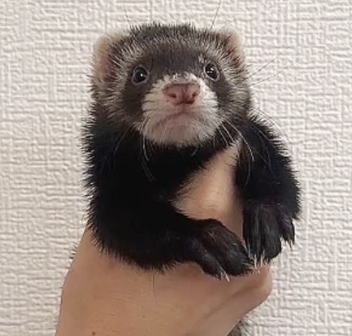 マーシャルフェレット（ブラックセーブル）FMbs-F1002