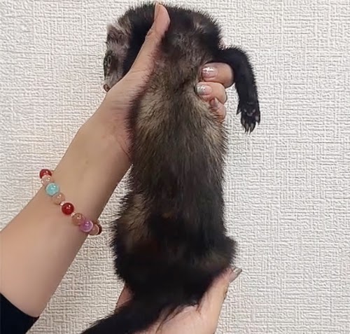 マーシャルフェレット（ブラックセーブル）FMbs-F1002