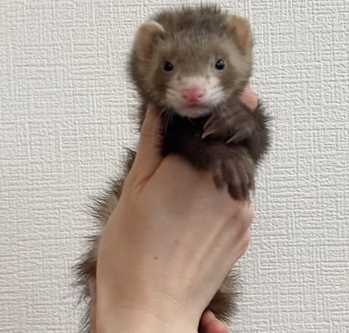 マーシャルフェレット（バタースコッチ）FMbsc-F1036