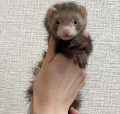 マーシャルフェレット（バタースコッチ）FMbsc-F1036