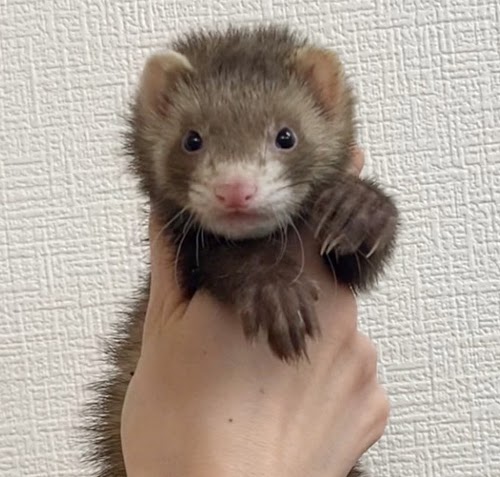 マーシャルフェレット（バタースコッチ）FMbsc-F1036