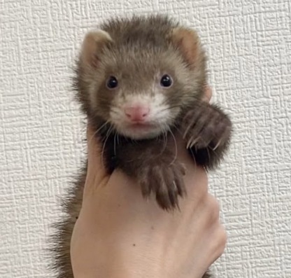 マーシャルフェレット（バタースコッチ）FMbsc-F1036