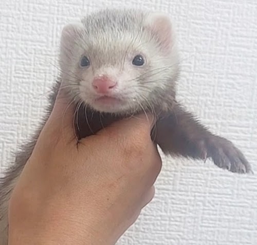 マーシャルフェレット（バタースコッチ）FMbsc-M1062