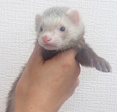 マーシャルフェレット（バタースコッチ）FMbsc-M1062