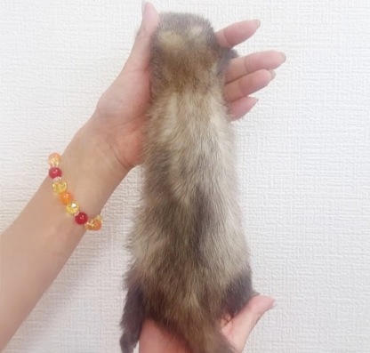 マーシャルフェレット（バタースコッチ）FMbsc-M1062