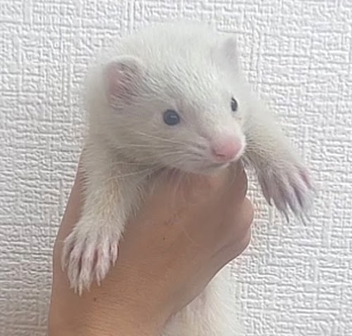 マーシャルフェレット（マークドホワイト）FMmw-F1060