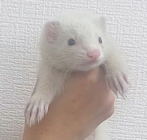 マーシャルフェレット（マークドホワイト）FMmw-F1060