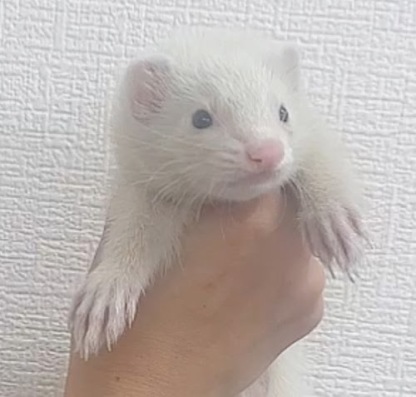 マーシャルフェレット（マークドホワイト）FMmw-F1060