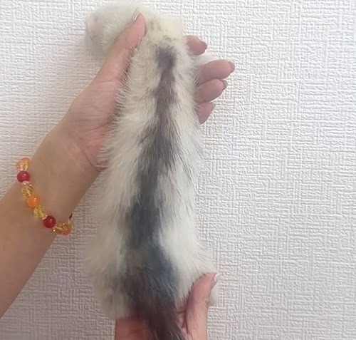 マーシャルフェレット（マークドホワイト）FMmw-F1060