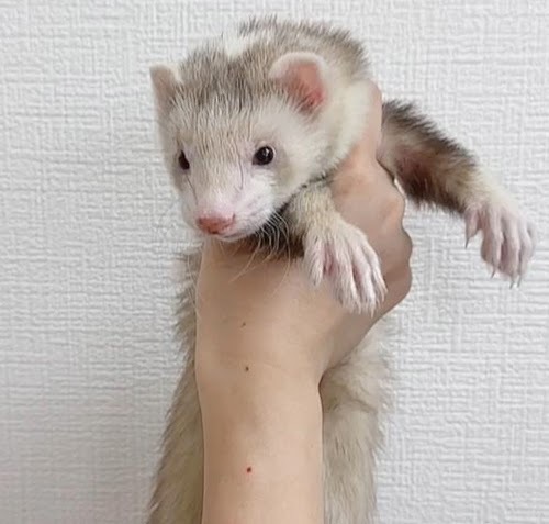 マーシャルフェレット（スターリングバターミット）FMsbm-M1020