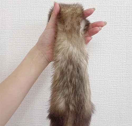 マーシャルフェレット（スターリングバターミット）FMsbm-M1020