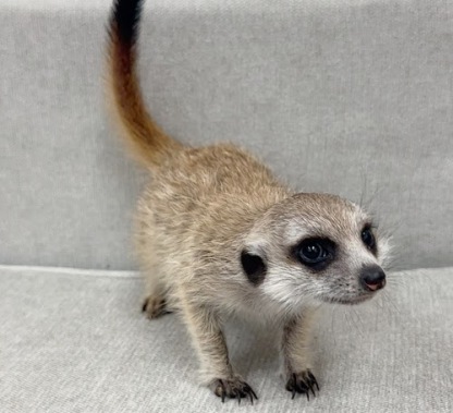 ミーアキャット MK-M757