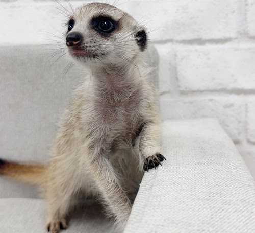 ミーアキャット MK-M757