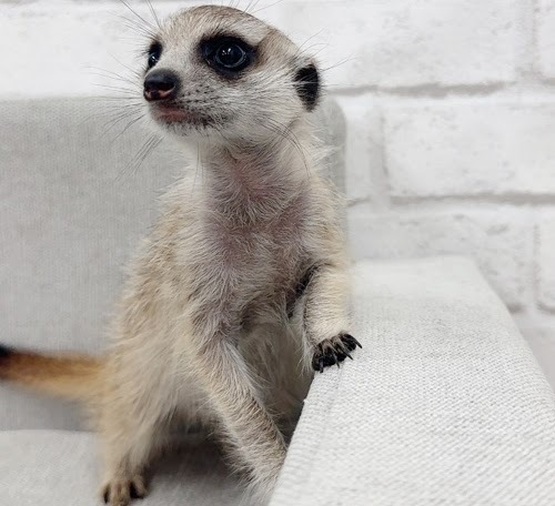 ミーアキャット MK-M757