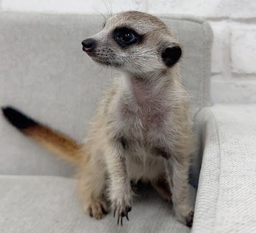 ミーアキャット MK-M757