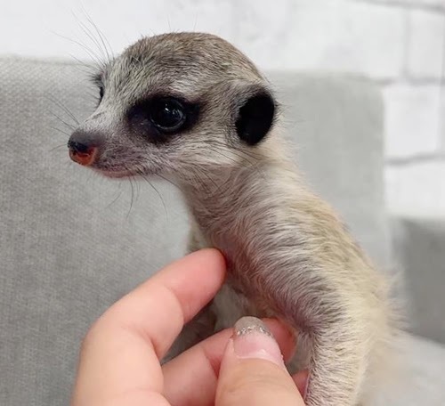 ミーアキャット MK-M758