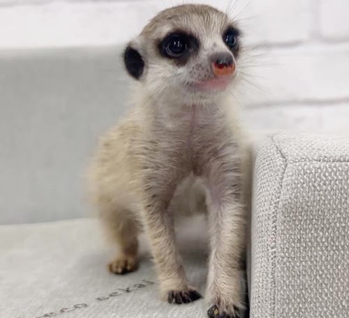 ミーアキャット MK-M758