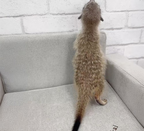 ミーアキャット MK-M758