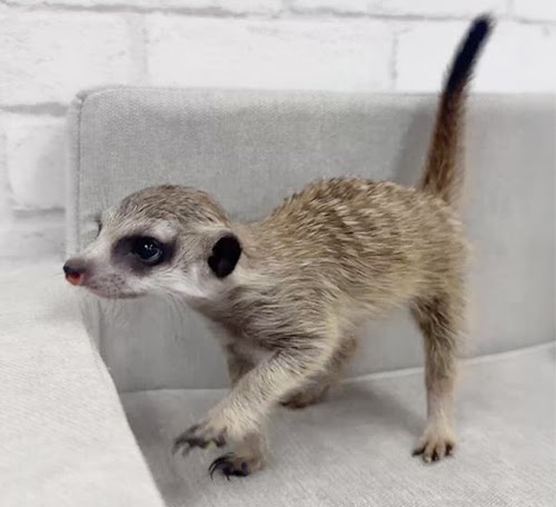 ミーアキャット MK-M760