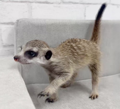 ミーアキャット MK-M760