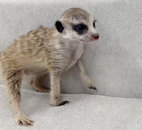 ミーアキャット MK-M760