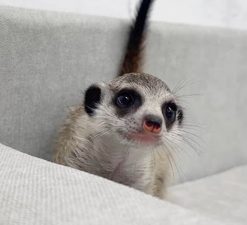 ミーアキャット MK-M760