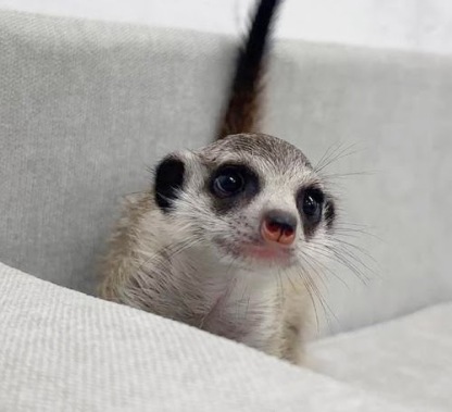 ミーアキャット MK-M760