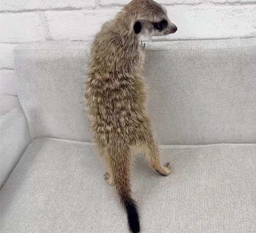 ミーアキャット MK-M760