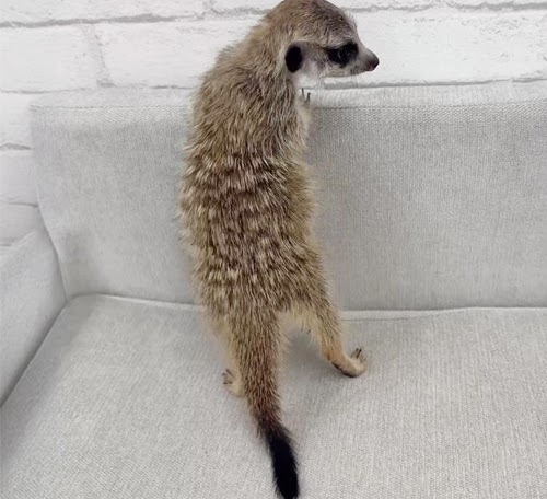 ミーアキャット MK-M760