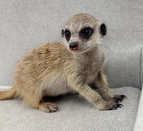 ミーアキャット MK-M762