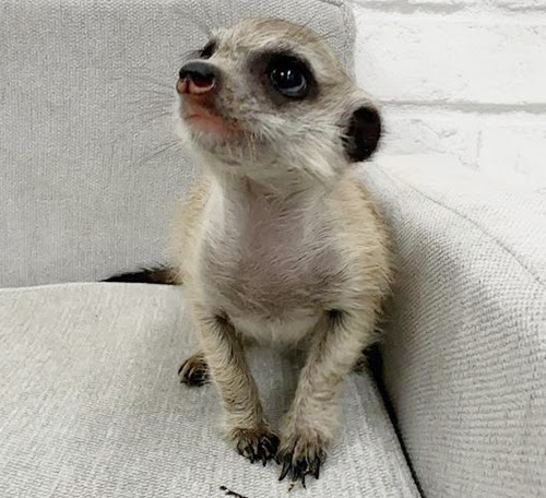 ミーアキャット MK-M762