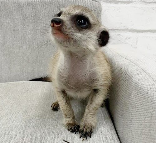 ミーアキャット MK-M762