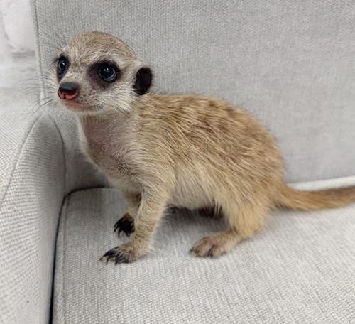 ミーアキャット MK-M762