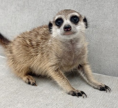 ミーアキャット MK-M763