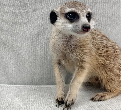 ミーアキャット MK-M763