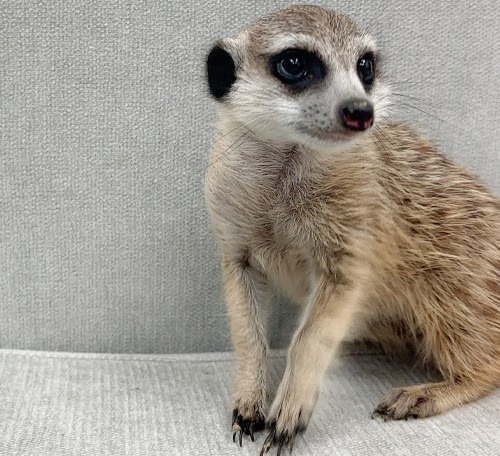 ミーアキャット MK-M763