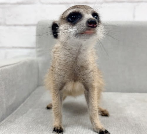 ミーアキャット MK-M763