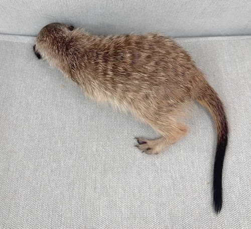 ミーアキャット MK-M763