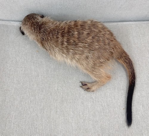 ミーアキャット MK-M763