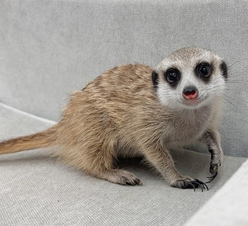 ミーアキャット MK-F764