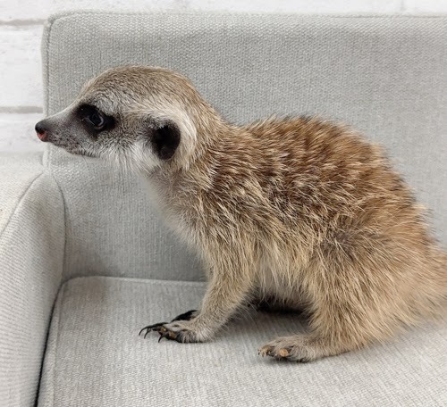 ミーアキャット MK-F764