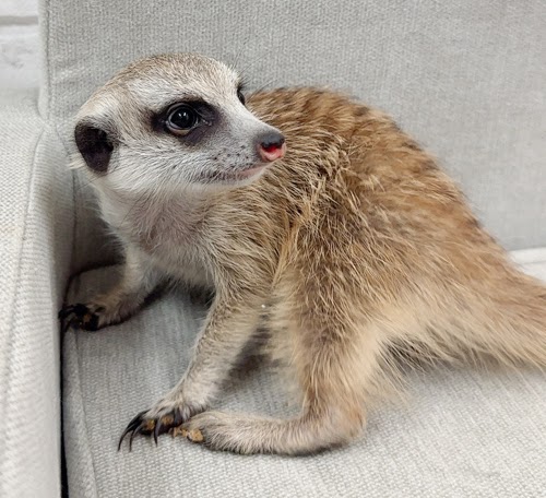 ミーアキャット MK-F764