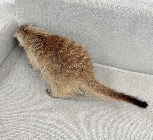 ミーアキャット MK-F764