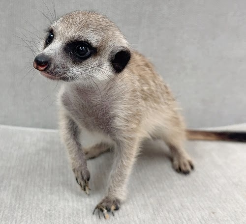 ミーアキャット MK-F765