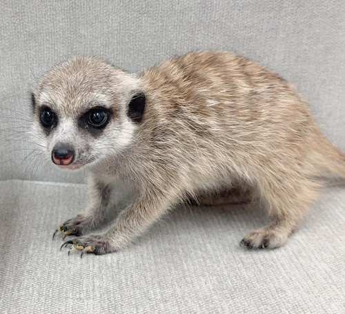 ミーアキャット MK-F765