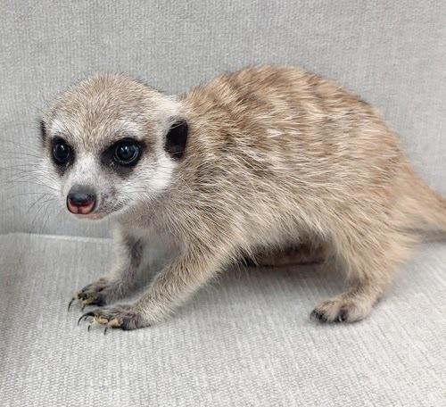 ミーアキャット MK-F765