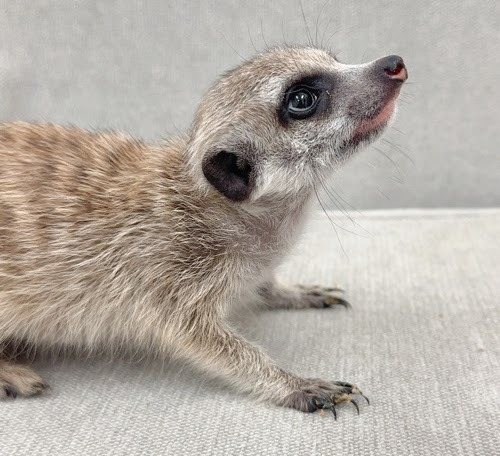 ミーアキャット MK-F765