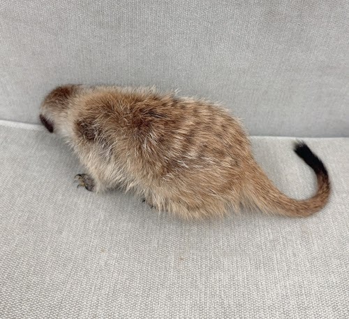 ミーアキャット MK-F765