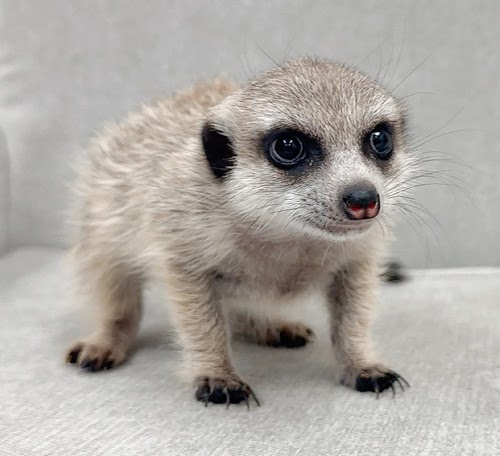 ミーアキャット MK-M766