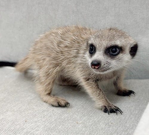 ミーアキャット MK-M766